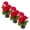 Red, variant on Live Flowering Zonal Geraniums - Red (3 Plants Per Pack) - Beautiful Spring Flowers - 12" Tall by 5" Wide in 1 Qt Pot