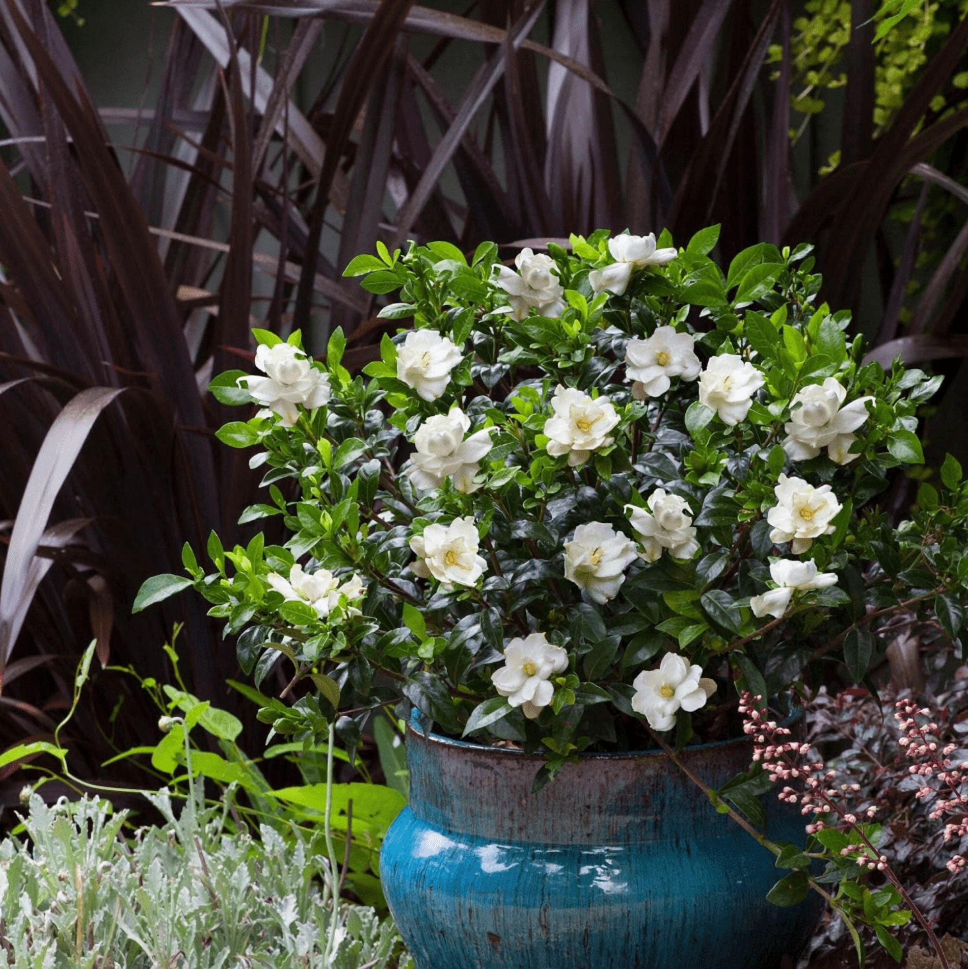 Set 2 Jasmine Frostproof Plant Live for Planting, Fragrant Jasmine Flowering Vine, Frost Proof Plant Cape Jasmine Plant, 4-6 Inch Tall, No Pot