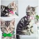 thumbnail image 4 of Collar de gato con campanas Collar de perro ajustable Collar de gato Gatito Pajarita Collar de perro Collar de cachorro Suministros para mascotas con hebilla (verde fluorescente) JAMW Sencillez, 4 of 5