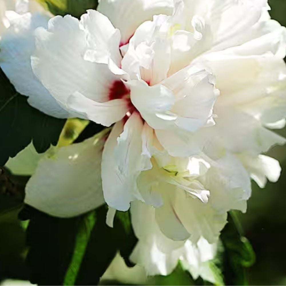 Expert Gardener 1.5- 2 ft tall White Althea Live Shrub in 3-Gallon Grower Pot