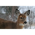 thumbnail image 2 of Berzel, Erin 32x23 Gold Ornate Wood Framed with Double Matting Museum Art Print Titled - Winter Doe II, 2 of 4