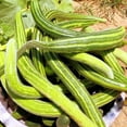 thumbnail image 4 of TomorrowSeeds - Painted Serpent Striped Armenian Cucumber Seeds - 150+ Count - For 2025 Planting, 4 of 9