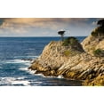 thumbnail image 2 of Miller, Anna 24x17 White Modern Wood Framed Museum Art Print Titled - Cypress on Coastal Cliff-Point Lobos State Natural Reserve-California-USA, 2 of 4