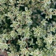 thumbnail image 6 of Lemon Thyme, 6-Pack, Live Plants (Thymus Citriodorus) – Aromatic Perennial Herb, Thriving in 2.5" Nursery Cubes, 6 of 7