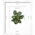 thumbnail image 3 of Monstera Plant, Green on White, Botanical Framed Art Print Wall Art by Fab Funky Sold by ArtCom, 3 of 6