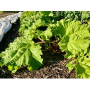 Plant Good Seed Victoria Rhubarb Seeds, Organic Perennial Plant Seeds, 25 Seeds Per Packet