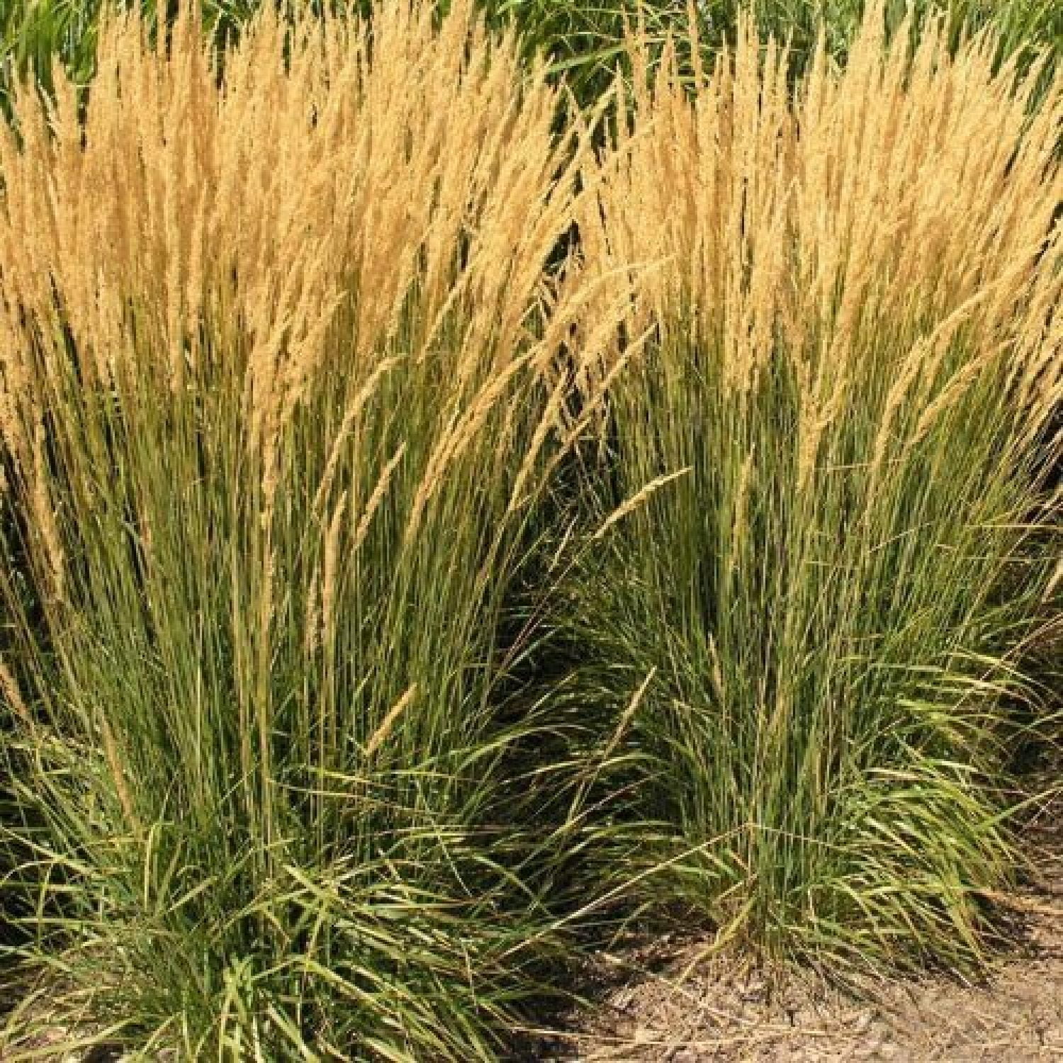 Feather Reed Grass Karl Foerster Calamagrostis 4 Inch Container feather-reed-grass-karl-foerster-calamagrostis-4-inch-container