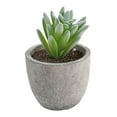 thumbnail image 3 of Bgsha 多头多肉植物 盆栽装饰植物 低维护植物 节日装饰 室内园艺装饰 独特的叶片变异 现代与乡村风格 理想的礼物选择 绿色植物装饰 节日或生日礼物, 3 of 9