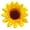 C, variant on QIQUWOHUL Spring And Summer Sun Flower Hairpin Simulation Cloth Art Sunflower Headdress Limelight Flower