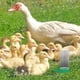thumbnail image 5 of Alimentador de aves de corral, cubo de alimentación para pollos, comedero para patos, contenedor de comida para pollitos, bebedero para pollitos, 5 of 5