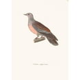 thumbnail image 2 of Coenraad Jacob Temminck 18x24 Black Ornate Framed Double Matted Museum Art Print Titled: Glapissant Dove (1838), 2 of 5