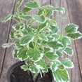 thumbnail image 5 of 2 Plectranthus Swedish Ivy Plants Live To Grow, In 3 Inch Pot, Variegated Swedish Ivy Live Plant, Swedish Ivy Mint Starter Plants, 4-6" Tall, 5 of 6