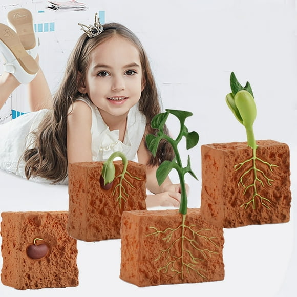 Educational Simulation Childrens Best Growth Cycle Model Cartoon Toys