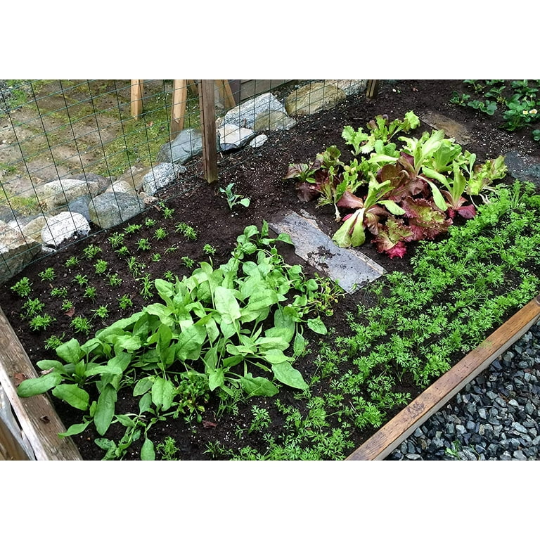 Personalised Vegetable Seed & Plant Spacing Ruler gardening gift 33cm long
