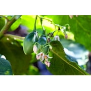 10 *Seeds TAMARILLO / TREE TOMATO Cyphomandra Betacea Solanum Fruit Tree Seeds