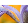 thumbnail image 2 of Rotenberg, Nancy 14x11 White Modern Wood Framed Museum Art Print Titled - USA, Pennsylvania Detail of iris flower pattern, 2 of 4