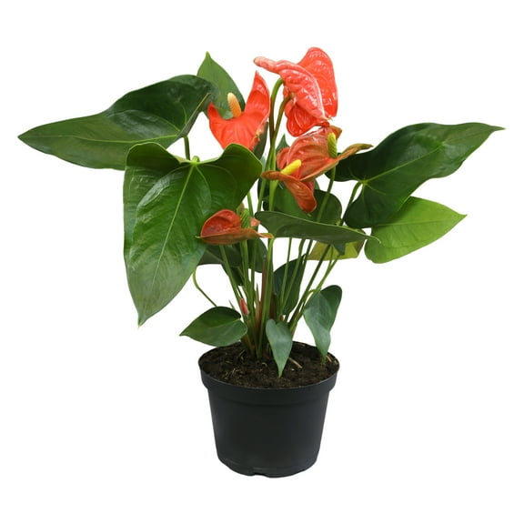 Altman Plants Orange Anthurium, 14-18" Tall Flamingo Flower, Air Purifying Easy Houseplant