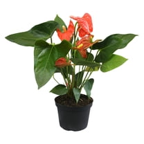 Altman Plants Orange Anthurium, 14-18" Tall Flamingo Flower, Air Purifying Easy Houseplant