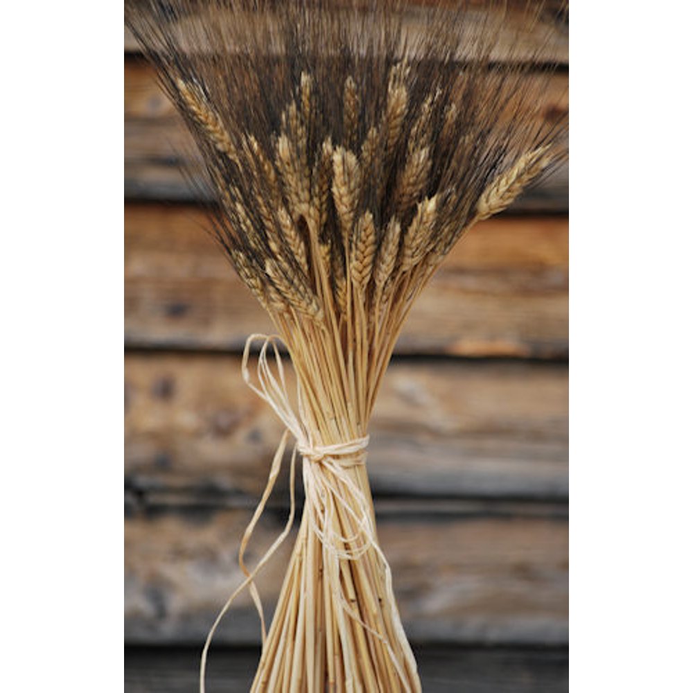 Blackbeard Wheat Bunch 8oz, 4060 stems Decorative Wheat Bundles