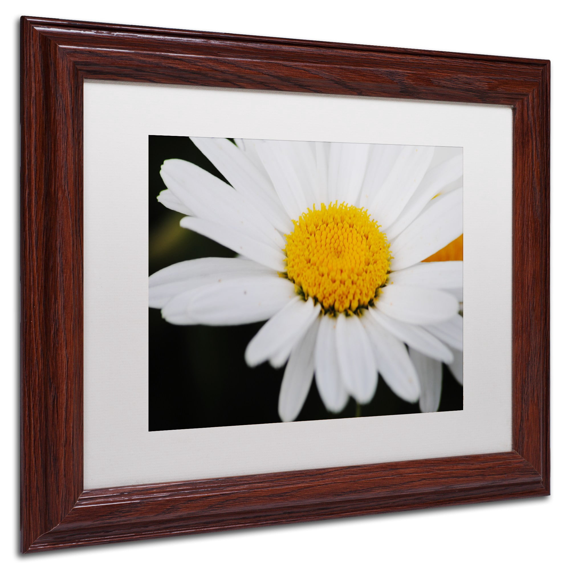 Trademark Fine Art "Sweet Splendor" Canvas Art by Monica Mize, White Matte, Wood Frame