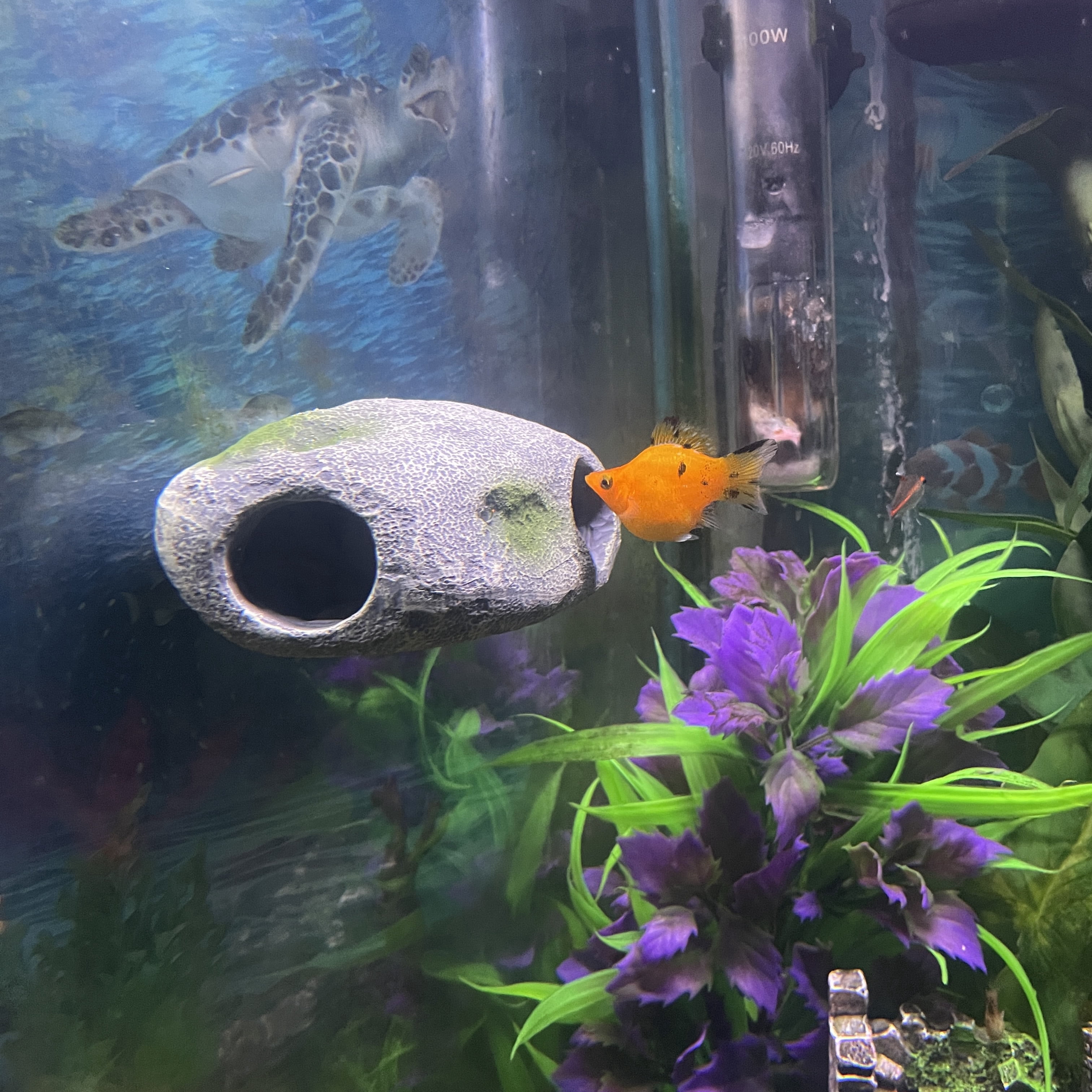 OrnaMounts®  Floating Everyday Aquarium Decor with Magnetic Handle, Gray