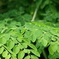 thumbnail image 2 of Terrasoul Superfoods Organic Moringa Powder, 11 Oz - Detox - Antioxidants - Immunity, 2 of 8