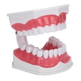 thumbnail image 4 of Keenso Teeth Model Teeth Model Tool Human Anatomical Model Durable Standard, 4 of 8