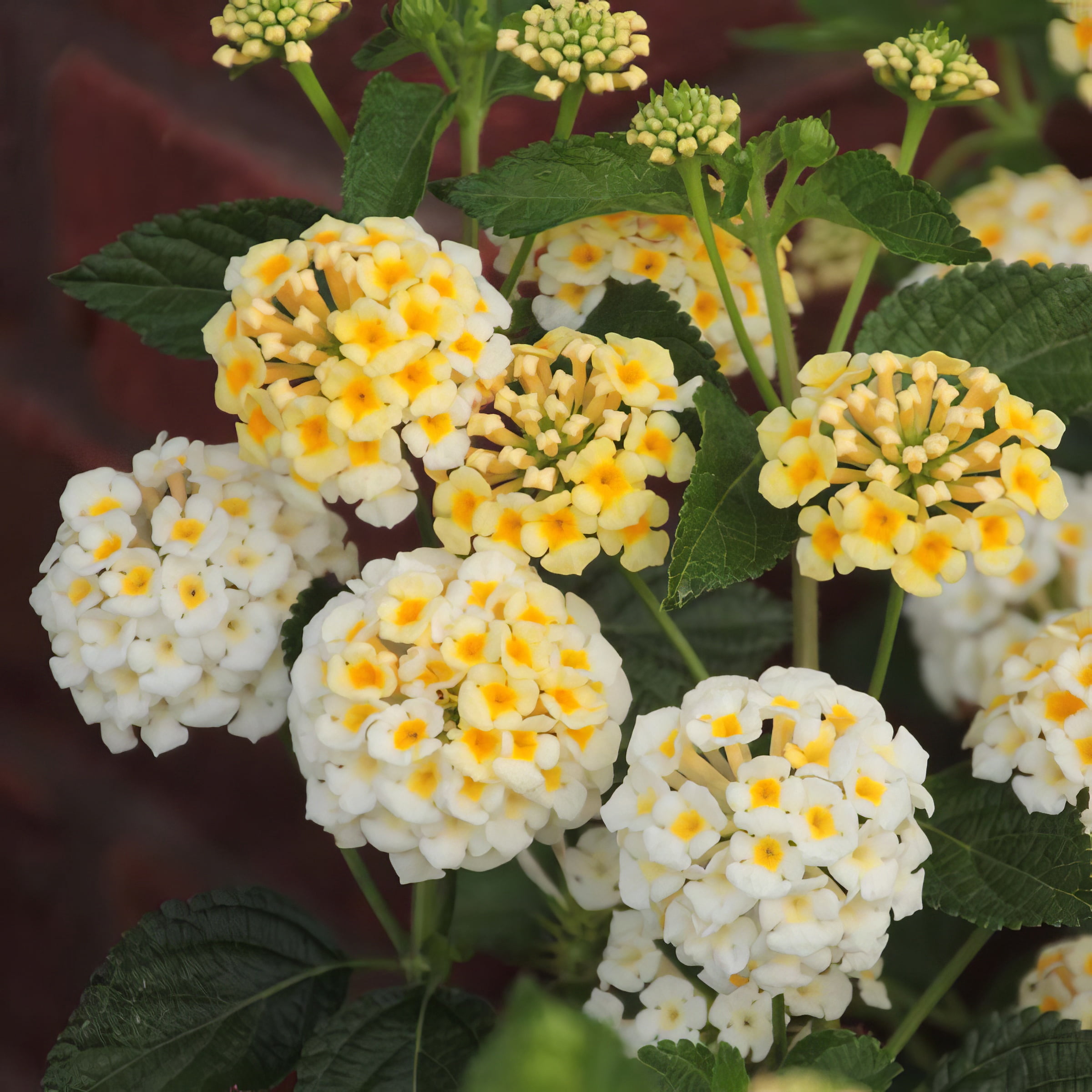 Live Annual 4" Lantana Lucky Lemon Glow (3-Pack) with Full Sunlight