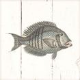 thumbnail image 2 of Fish Sketches I Shiplap Poster Print by Wild  Portfolio, 2 of 2