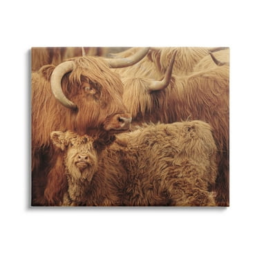 Stupell Industries Cattle & Calf Photography Animals & Insects Photography Gallery Wrapped Canvas Print Wall Art, 48 x 36