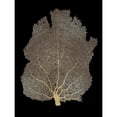 thumbnail image 3 of Miller, Melonie 19x24 Black Modern Framed Museum Art Print Titled - Sea Fan Gold on Black I, 3 of 5