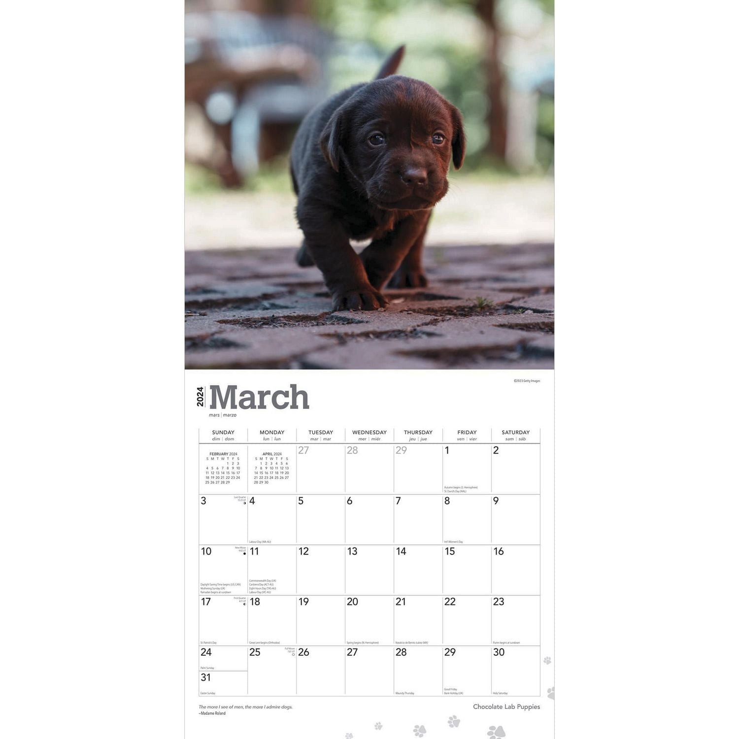BrownTrout Chocolate Labrador Retriever Puppies 2024 12x24 Inch Square Wall Calendar, 9781975463564
