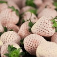 thumbnail image 2 of 110 seeds| White Strawberry Seeds- Authentic Seeds ~ GMO Free ~ Seeds~Flower seeds~ Vegetable seeds~ Asian Garden~ Flowers~ Herbs B5G1, 2 of 5