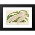 thumbnail image 2 of Charles Antoine Lemaire 24x17 Black Modern Framed Museum Art Print Titled - Aerides Lobbii (1854-1896), 2 of 5