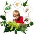 thumbnail image 1 of Herramientas de enseñanza para niños, kit de ciclo de vida de insectos, bandeja de madera, juguete, etapas de los insectos para estudiantes, lo mejor en su clase, 1 of 7