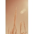 thumbnail image 2 of Larson, Nathan 23x32 Black Ornate Wood Framed with Double Matting Museum Art Print Titled - Noon Grasses I, 2 of 4