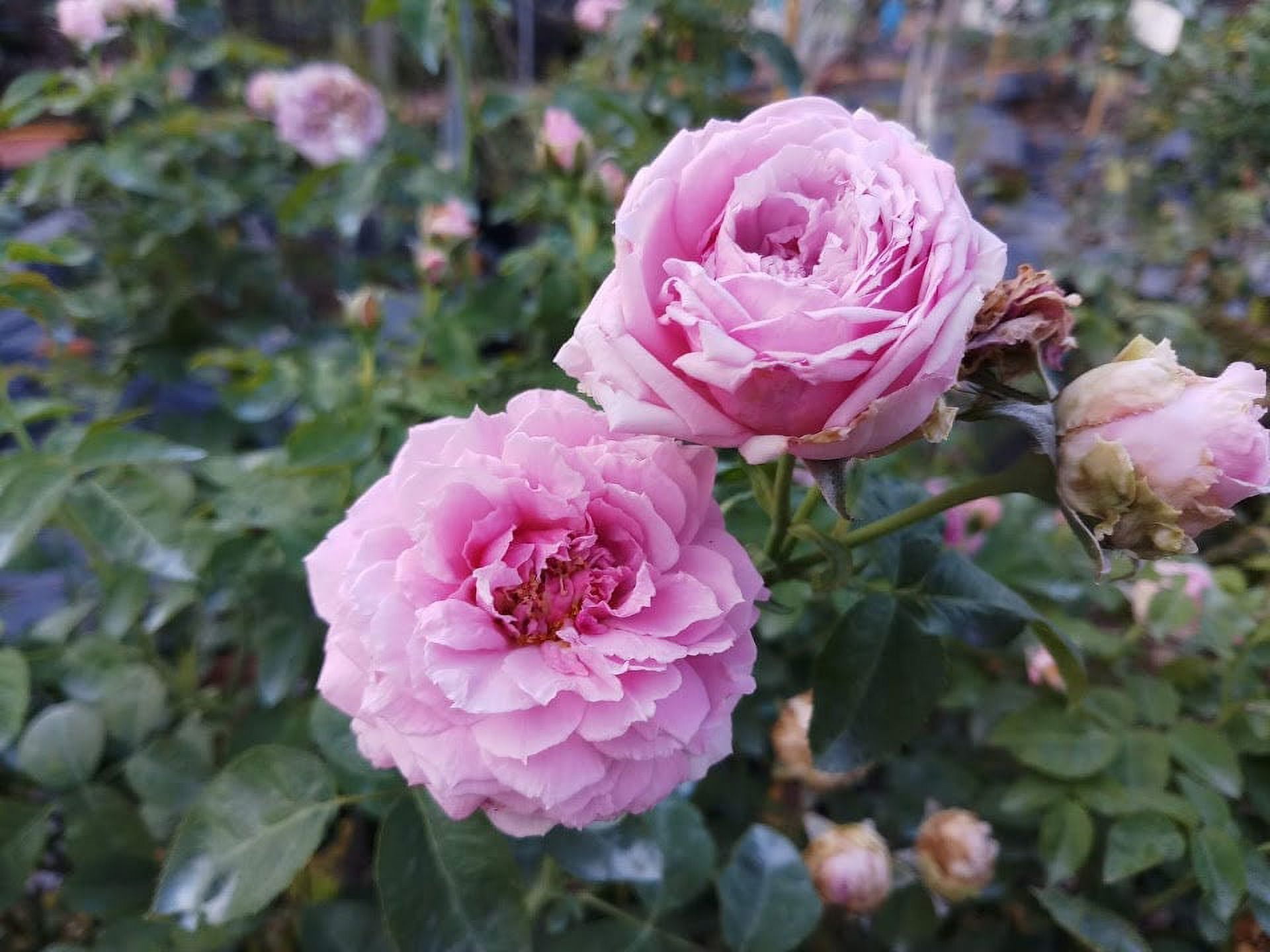 スカート MILK Garden Rose SK Garden Rose SK - MILK MILKBOY