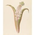 thumbnail image 2 of Clemenz Heinrich Wehdemann 15x18 Black Ornate Wood Framed Double Matted Museum Art Print Titled - Eucomis Punctata (Eucomis Autumnalis) (1817), 2 of 5