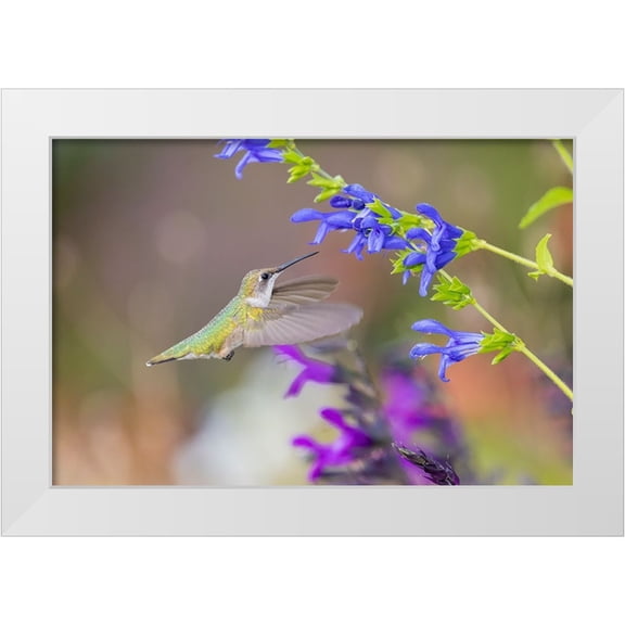 Day, Richard and Susan 14x11 White Modern Wood Framed Museum Art Print Titled - Ruby-throated hummingbird at blue ensign salvia