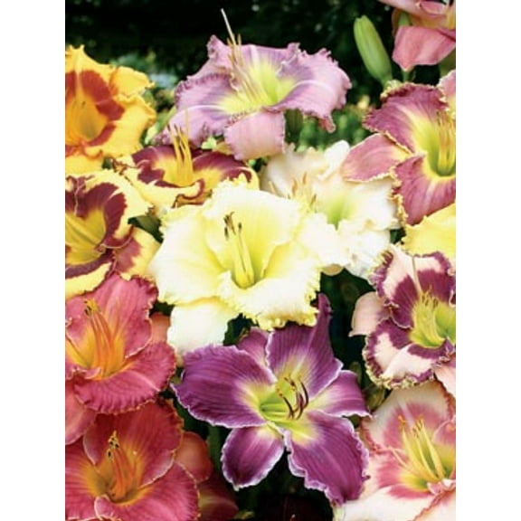 Assorted Daylily-Colorful perennial for your garden 1 Gallon (Pack of 2)