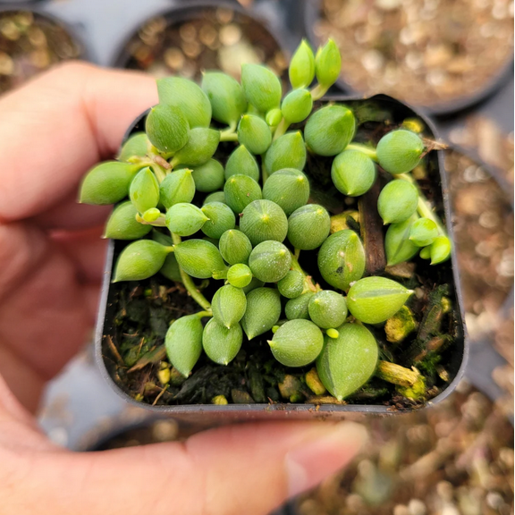 String of Raindrops Senecio Hybrid Succulent Live Plant 2 Inch for Indoor Outdoor Home Office Garden Decor