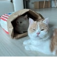 thumbnail image 5 of popcorn shape Cat Tunnel Tube Play Tent Cat Toy Indoor Puppy for Exercising Hiding Training Pet Interactive reliever Supplies, 5 of 6