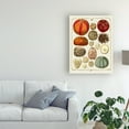 thumbnail image 3 of Trademark Fine Art 'Starfish and Sea Urchins b' Canvas Art by Fab Funky, 3 of 3