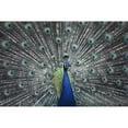 thumbnail image 1 of Brewster Home Fashions NG1321 Peacock Poster Decal - 36 in., 1 of 1