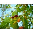 thumbnail image 4 of 15 Graines de Mûrier Rouge Morus Rubra Fruit Buisson / Arbre, 4 of 5