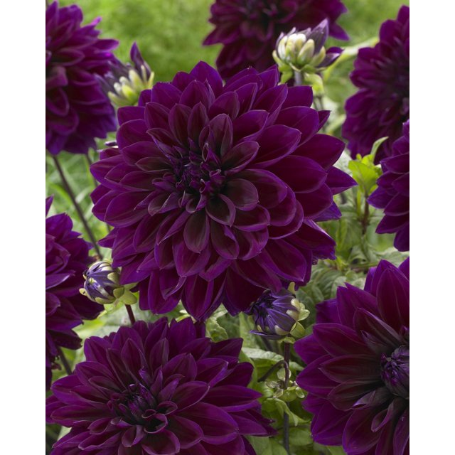 Tasc Flower Bulbs- Dahlia Thomas Edison Annual