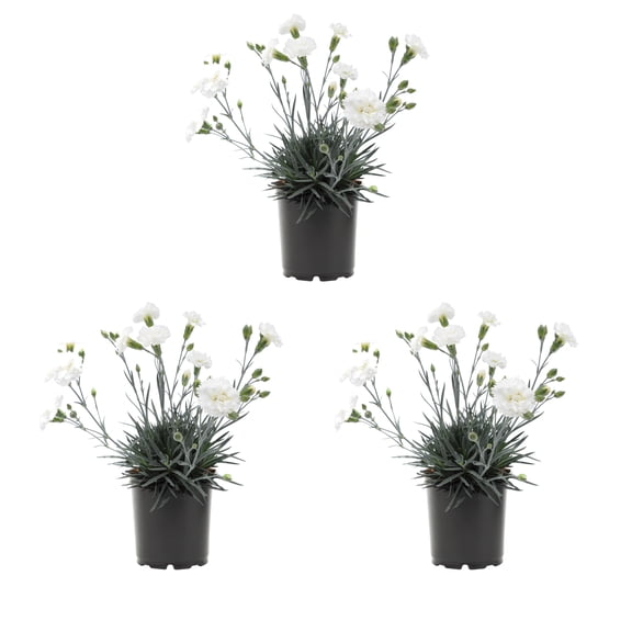 Expert Gardener 2.5QT White Dianthus Live Perennial Plant Sun 3-Pack