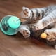 thumbnail image 3 of Mascota balancín bola con fugas vaso divertido gato palo - azul lago oscilante Ormromra 2034919-1, 3 of 9
