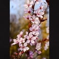 thumbnail image 3 of CafePress - Almond Blossoms In Spring Women's Dark T Shirt - Women's Traditional Fit Dark T-Shirt, 3 of 4