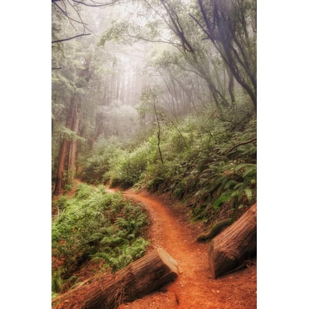 On the Misty Coast Trail at Muir Woods Print Wall Art By Vincent